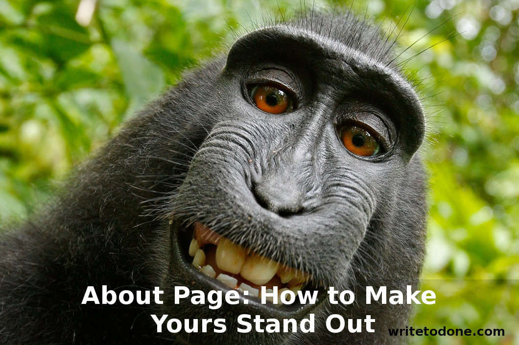 about page - baboon