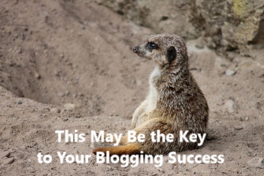 blogging success - meerkat